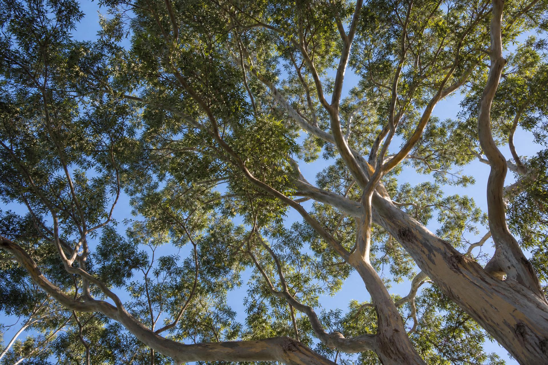 Looking up through a mature Australian eucalyptus canopy