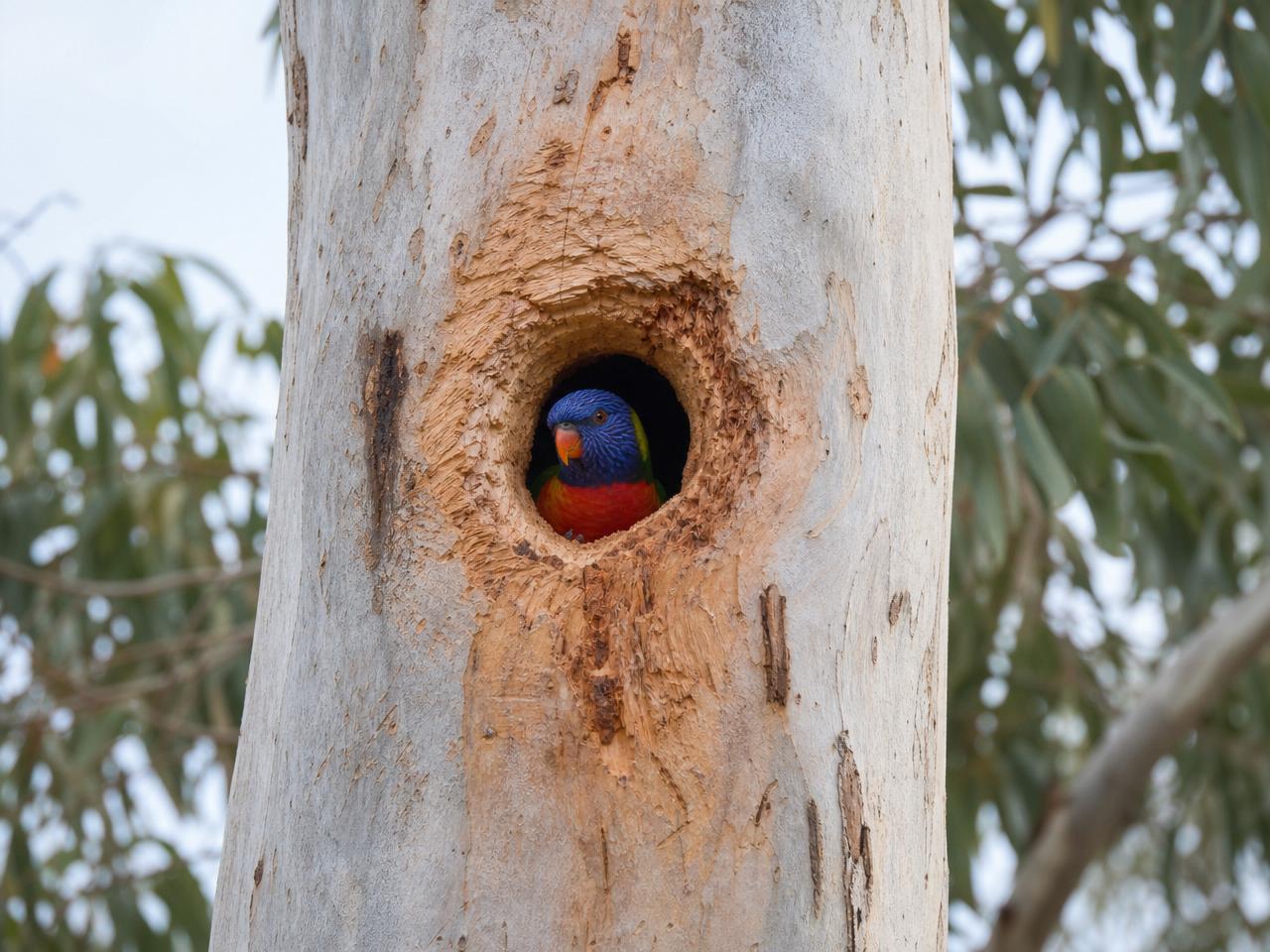Arboricultural inspection of a habitat hollow
